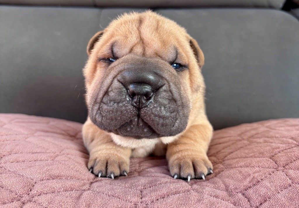 Du Silver Crystal - Chiots disponibles - Shar Pei