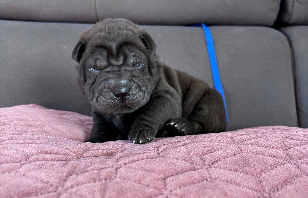Du Silver Crystal - Chiots disponibles - Shar Pei