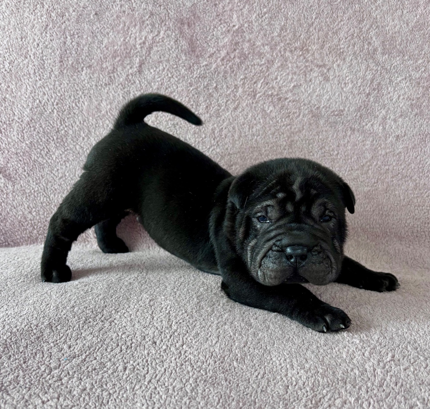 Du Silver Crystal - Chiots disponibles - Shar Pei