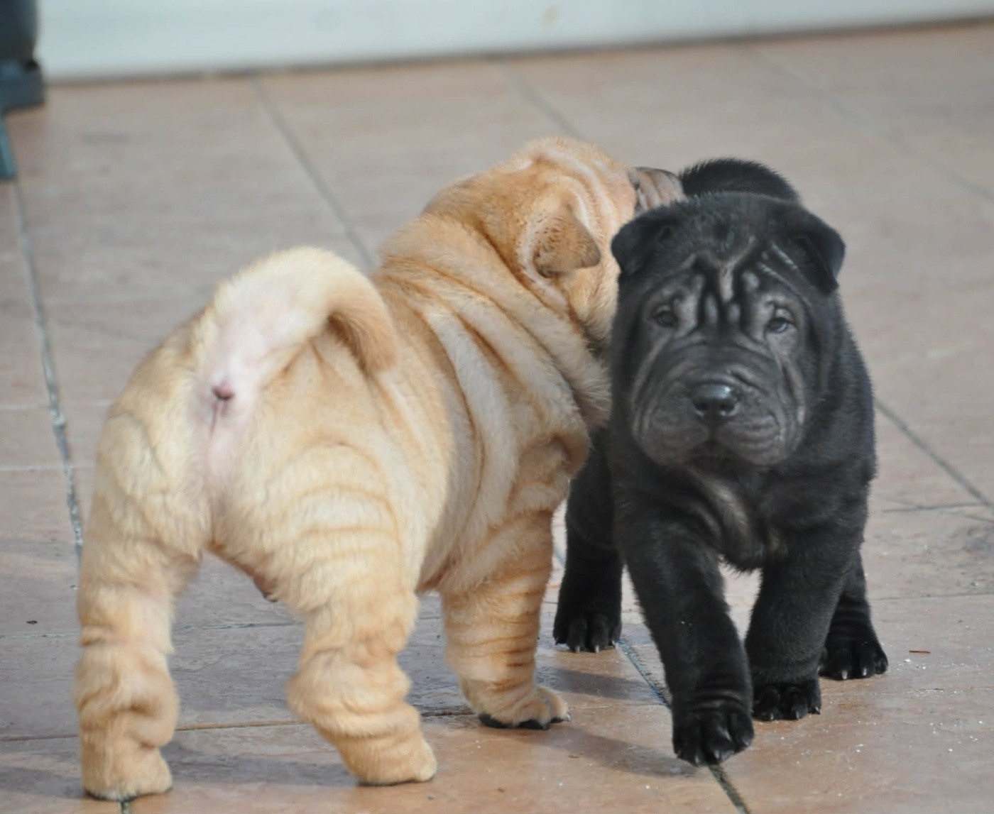 Du Silver Crystal - Chiots disponibles - Shar Pei