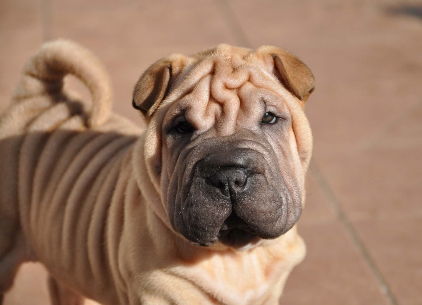 Du Silver Crystal - Chiots disponibles - Shar Pei