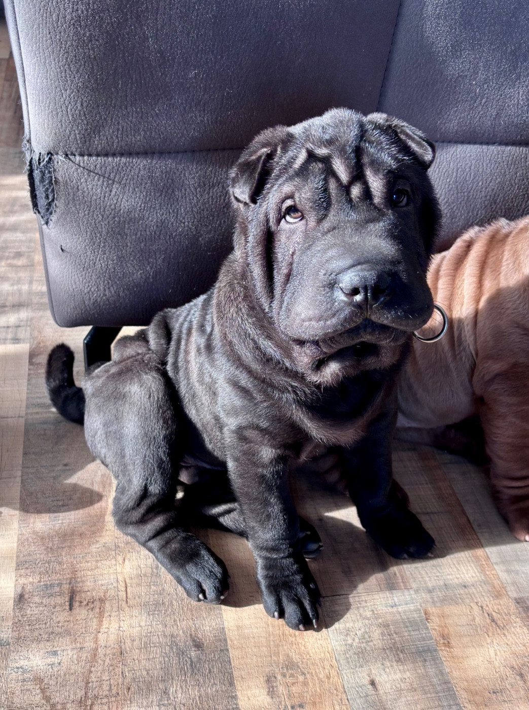 Du Silver Crystal - Chiots disponibles - Shar Pei