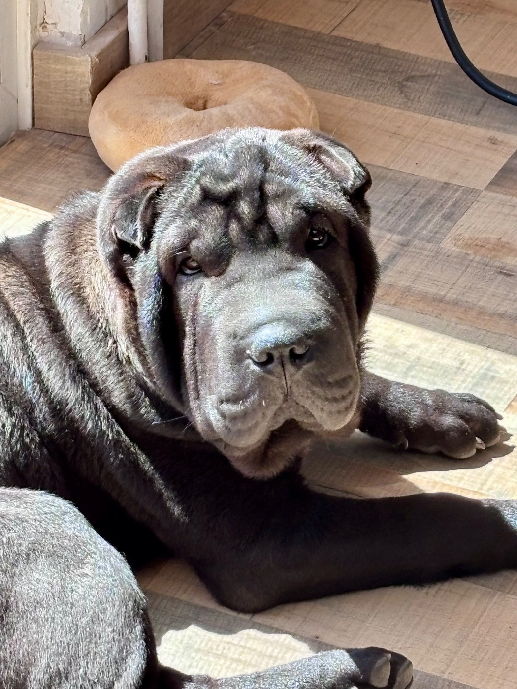 Du Silver Crystal - Chiots disponibles - Shar Pei