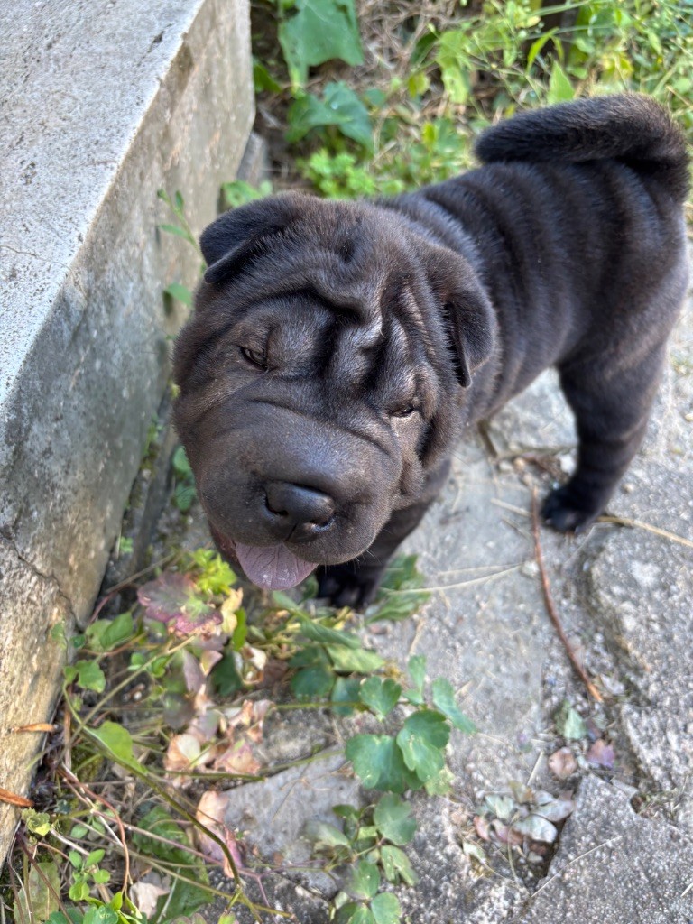 Du Silver Crystal - Chiots disponibles - Shar Pei