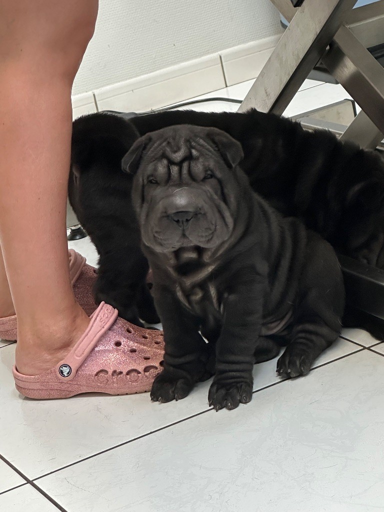 Du Silver Crystal - Chiots disponibles - Shar Pei