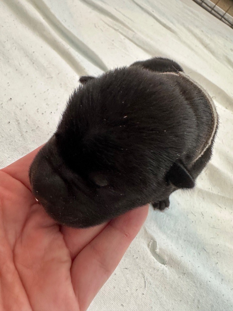 Du Silver Crystal - Chiots disponibles - Shar Pei