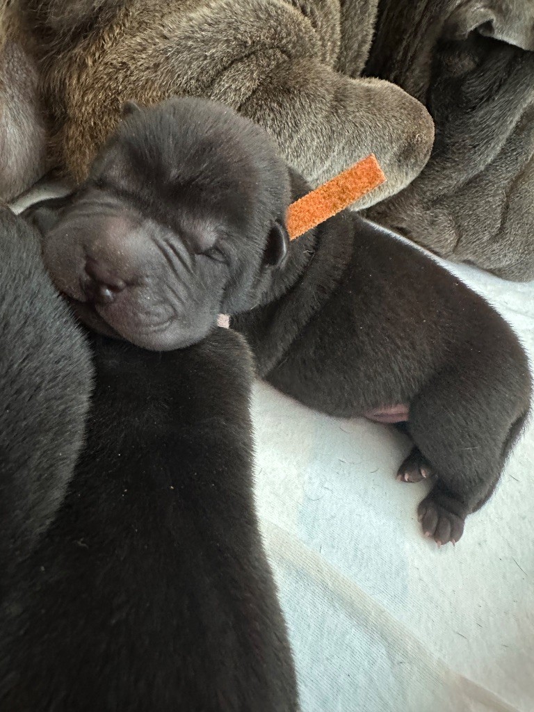 Du Silver Crystal - Chiots disponibles - Shar Pei