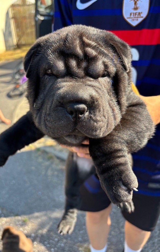 Du Silver Crystal - Chiots disponibles - Shar Pei