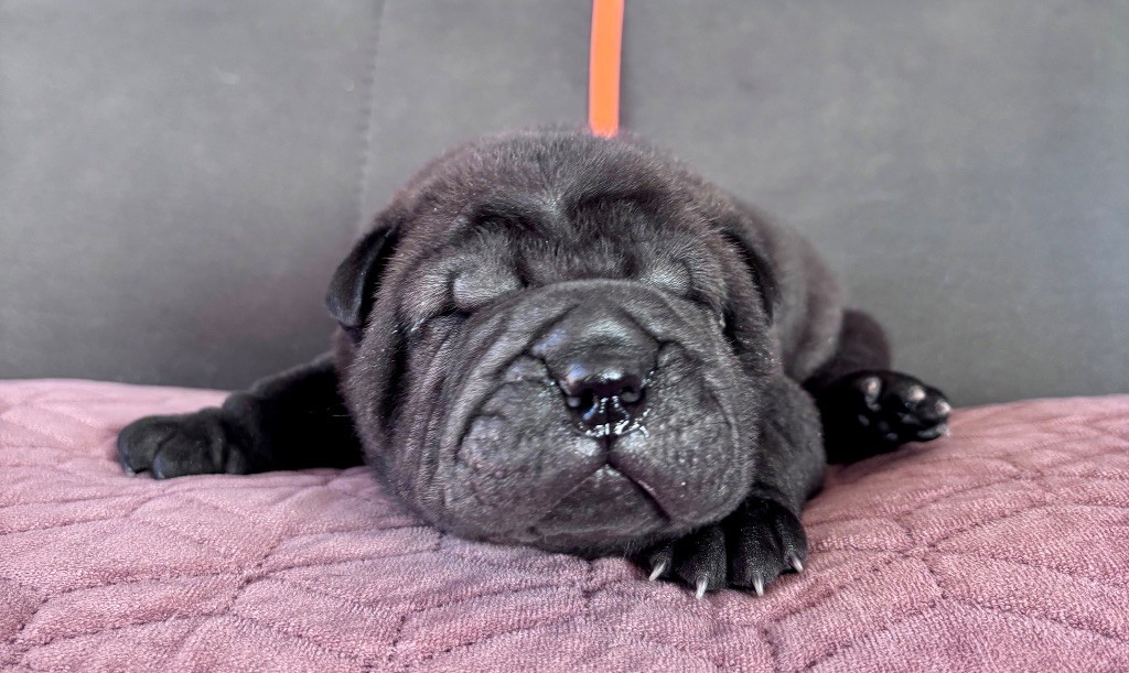 Du Silver Crystal - Chiots disponibles - Shar Pei