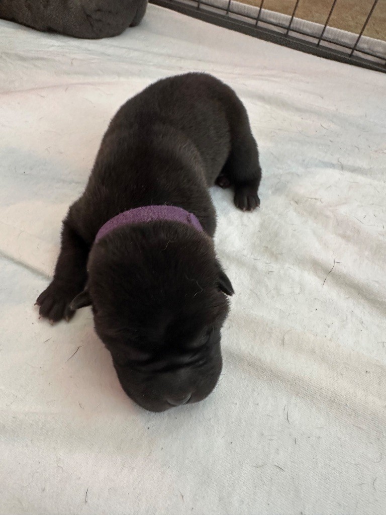 Du Silver Crystal - Chiots disponibles - Shar Pei