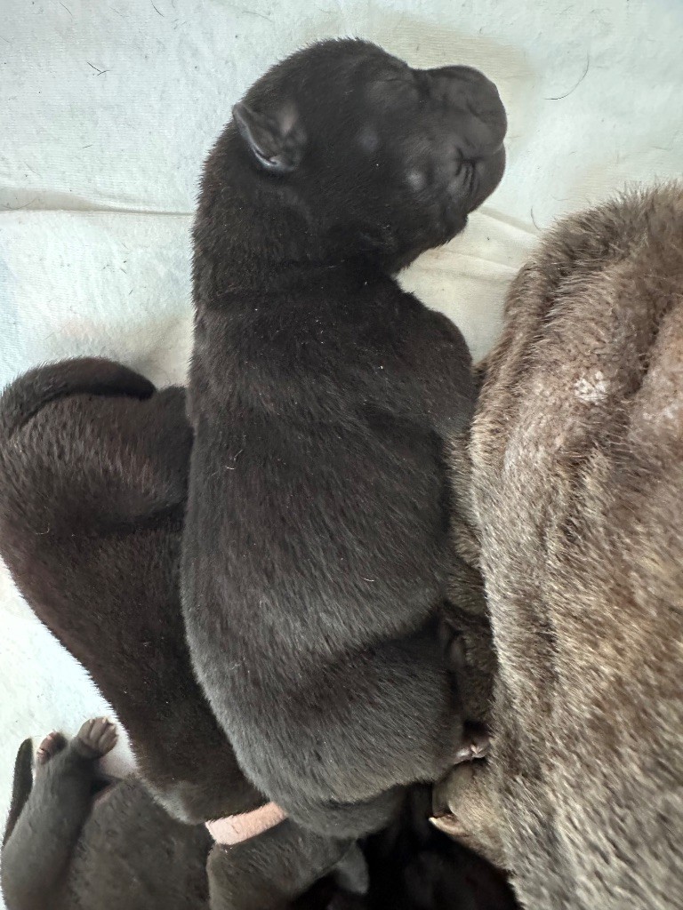Du Silver Crystal - Chiots disponibles - Shar Pei