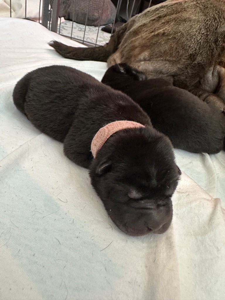 Du Silver Crystal - Chiots disponibles - Shar Pei