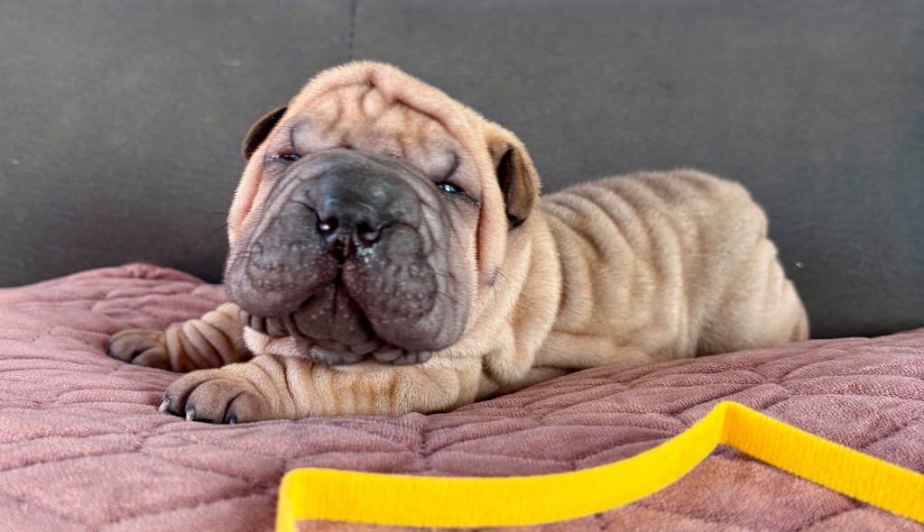 Du Silver Crystal - Chiots disponibles - Shar Pei