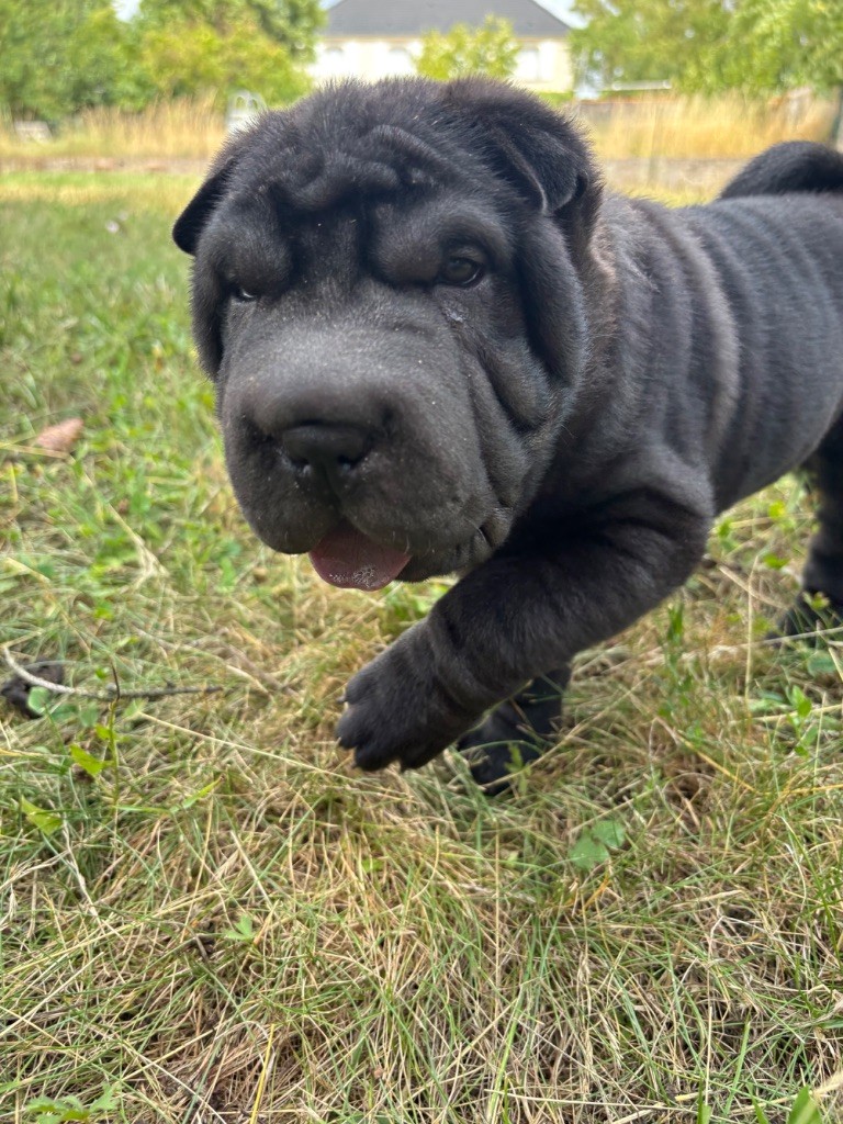 Du Silver Crystal - Chiots disponibles - Shar Pei
